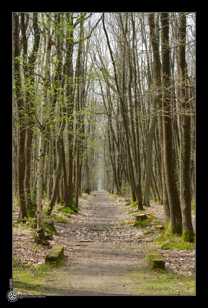 Chemin dans les bois
