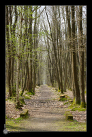Chemin dans les bois

