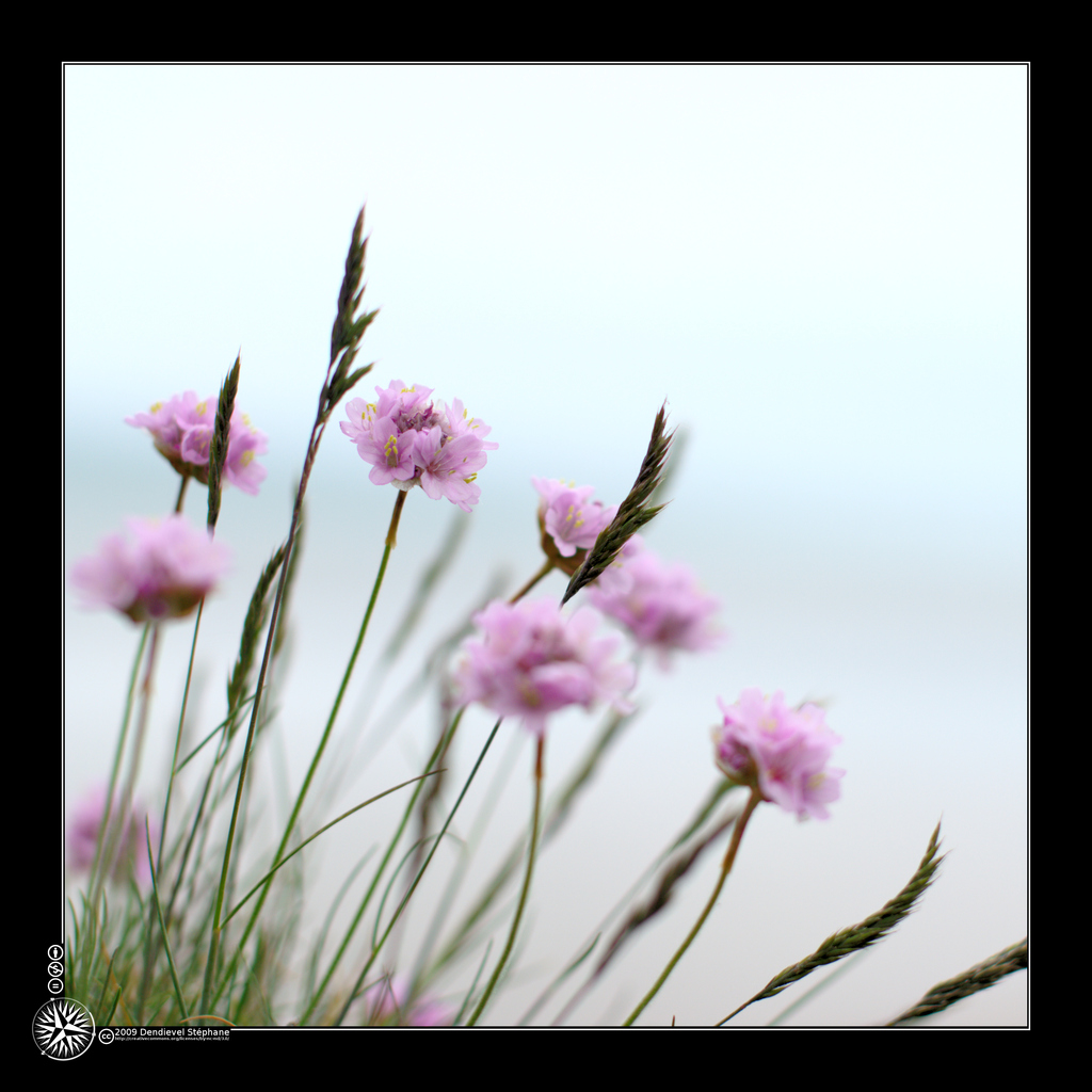 Fleurs d'Edenville
