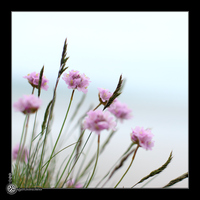 Fleurs d'Edenville
