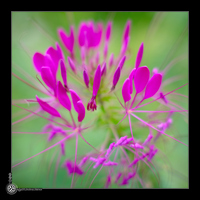 Explosion de fleurs
