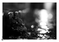 Pavs sous la pluie
