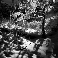 Sous-bois enneig