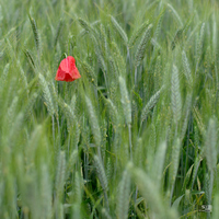 Coquelicot aprs la pluie