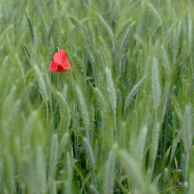 Coquelicot aprs la pluie