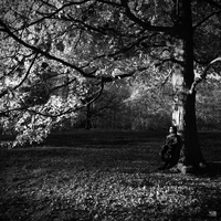 Arbre de lumire