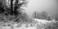 Arbres enneigs
