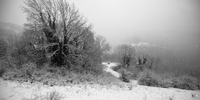 Arbres enneigs
