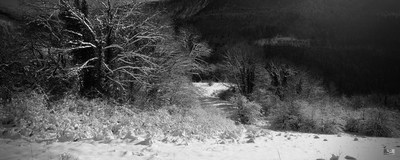 Arbres enneigs
