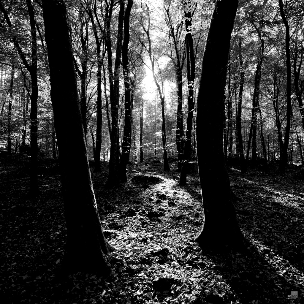 Forêt de Barbizon
