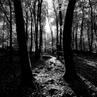 Forêt de Barbizon
